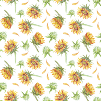 Sunflower. Seamless pattern. Watercolor illustration. Hand-painted png