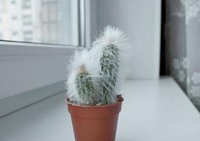 Fluffy espostoa cactus in an orange pot on a windowsill photo