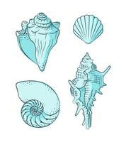 Seashells vector illustration set. Abstract boho sketch doodle style with color. Illustrations for menu, seafood restaurant design, resort hotel spa, surf boards. Wall Art Print, t shirt, phone case