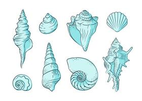 Seashells vector illustration set. Abstract boho sketch doodle style with color. Illustrations for menu, seafood restaurant design, resort hotel spa, surf boards. Wall Art Print, t shirt, phone case