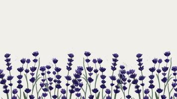 Horizontal abstract background with hand-drawn lavender field in watercolor style. Vector