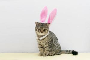 hermoso pequeño gatito recto escocés sentado con orejas de pascua de colores sobre fondo gris. foto
