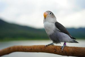 Lovebird parrots gray color on the sky and mountain backgroun photo