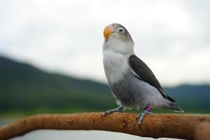 Lovebird parrots gray color on the sky and mountain backgroun photo