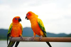 Sun conure parrot or bird Beautiful is aratinga has yellow on hand background Blur mountains and sky photo