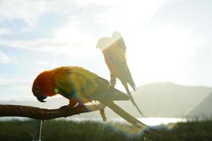 sol conure hermoso joven loro o pájaro es aratinga tiene amarillo, naranja y verde en la rama de fondo desenfoque montañas cielo foto