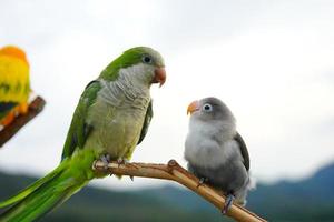 perico monje y agapornis en el fondo del cielo y la montaña foto