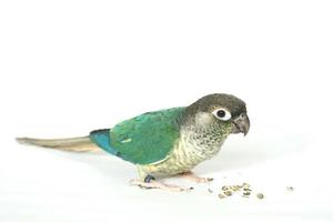 Green cheek conure blue yellow-sided color isolated on right edge picture white background, the small parrot of the genus Pyrrhura, has a sharp beak. photo