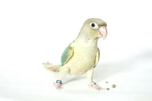 Green cheek conure turquoise pineapple color on white background, the small parrot of the genus Pyrrhura, has a sharp beak. photo