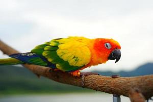Sun conure beautiful young parrot or bird is aratinga has yellow , orange and green on Branch out background Blur mountains sky photo
