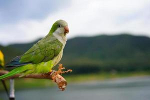 Monk parakeet or Quaker parrot on wood the sky and mountain background photo