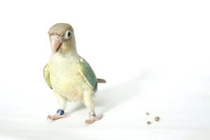 Green cheek conure turquoise pineapple color on white background, the small parrot of the genus Pyrrhura, has a sharp beak. photo