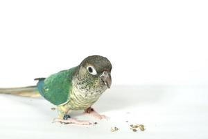 Green cheek conure blue yellow-sided color isolated on right edge picture white background, the small parrot of the genus Pyrrhura, has a sharp beak. photo