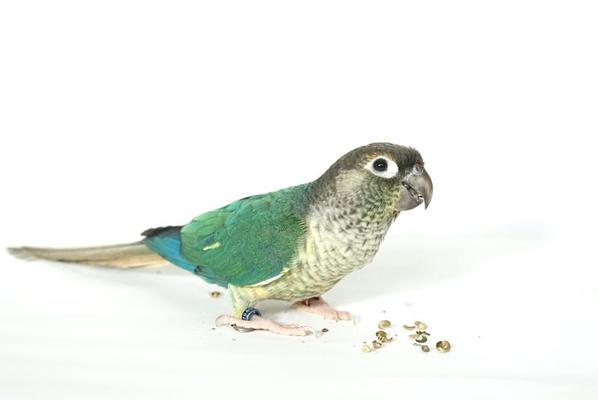 Green cheek conure blue yellow sided color isolated on right edge