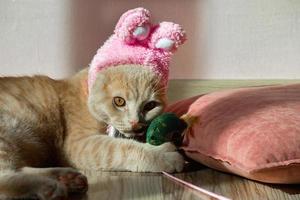 Easter domestic cat in a hat with bunny ears, peach-colored British breed, plays on a pillow with a toy photo