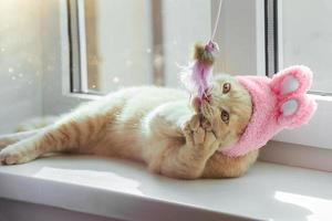 an Easter domestic cat in a hat with bunny ears, a British breed of peach color, is playing on the window with a toy photo