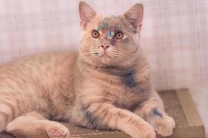 el hermoso gato beige melocotón de la raza británica yace, en su hocico hay colores multicolores de holi. foto
