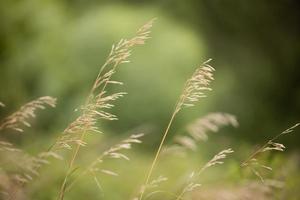 tall wild grass in the summer sun photo