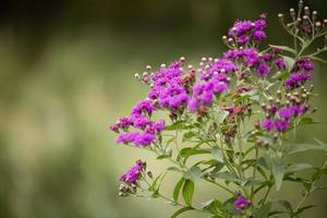 Purple wildflowers in meadow photo