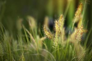 green foxtail grass in the sunshine photo