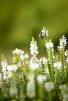 flores silvestres blancas con abeja en pradera foto