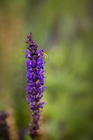 insect on purple flower in field photo