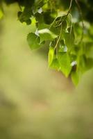 Green cottonwood tree leaves in sunshine photo