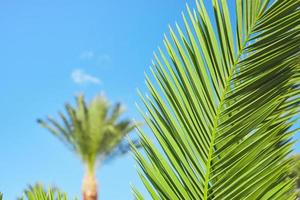 fondo de hojas de palmera natural contra el cielo azul y palmeras, vacaciones de verano, concepto de postal para vacaciones o vacaciones foto