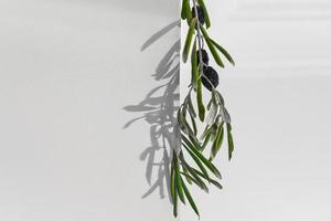 Natural background, olive branch on light background with copy space, idea for greeting or invitation letterhead. Stylish creative layout, natural light photo