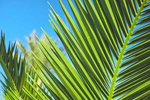 Natural background of palm leaves close-up on blue sky background, summer holidays, postcard concept for vacation or holiday photo