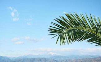 Natural palm tree leaves against blue sky and snowy mountains, holidays, vacation postcard concept, natural background photo