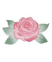 rose watercolor flower vector