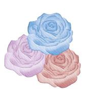 rose watercolor flower vector