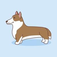 Corgi stands straight, looks forward, side view. Vector illustration of a pet in cartoon style. Isolated illustration of a dog on a blue background.