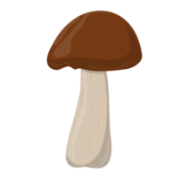 cogumelo shiitake. cogumelos orgânicos comestíveis. boné marrom trufado. tipos de cogumelos selvagens da floresta. ilustração colorida png. png