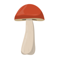 Suillus mushroom. Edible Organic mushrooms. Forest wild mushrooms types. Colorful PNG illustration.