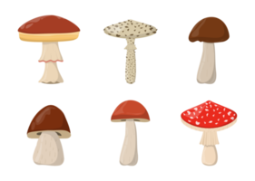 cogumelo amanita porcini suillus cogumelo shiitake. cogumelos orgânicos. boné marrom trufado. tipos de cogumelos selvagens da floresta. ilustração colorida png. png