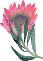 Set realistic vector illustration of protea flowers. Tropical king flower protea in bloom. Design for printing greeting card, invitation, fabric, wrapping paper.