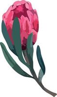 Set realistic vector illustration of protea flowers. Tropical king flower protea in bloom. Design for printing greeting card, invitation, fabric, wrapping paper.