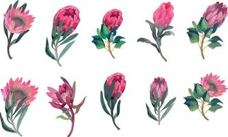 Set realistic vector illustration of protea flowers. Tropical king flower protea in bloom. Design for printing greeting card, invitation, fabric, wrapping paper.