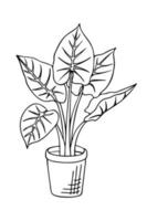 Doodle of alocasia odora or elephant ear plant in pot. Hand drawn vector illustration of indoor plant isolated on white background.