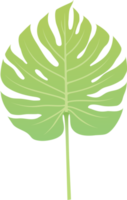 monstera grön löv png