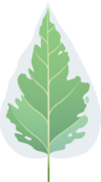 feuilles de couleur verte png