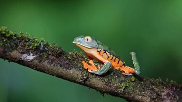 Frog, Branch, Moss, Colorful video