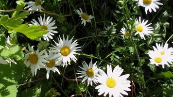 margarita, flores blancas de verano al sol video