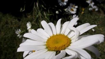 margarita, flor blanca de verano moviéndose en el viento video