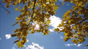 hojas de arce otoñales moviéndose con viento, luz solar, nubes, cielo azul video