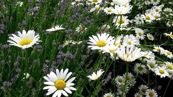 fleurs de marguerite blanche fleurissant à côté de la lavande pourpre video