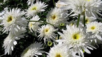 margarita, hermosas flores de verano al sol video
