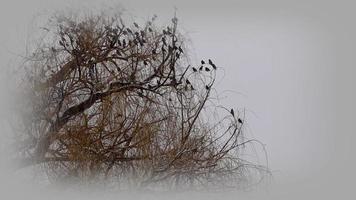 many birds standing on a winter willow tree and flying video